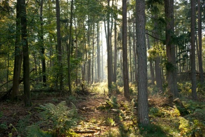 http://www.holeinthedyke.com/images/hitd-image/forest1.jpg