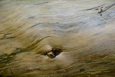 http://www.holeinthedyke.com/images/hitd-image/forest2.jpg