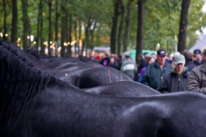 http://www.holeinthedyke.com/images/hitd-image/markt1.jpg