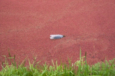 http://www.holeinthedyke.com/images/hitd-image/DSC02713-1050.jpg
