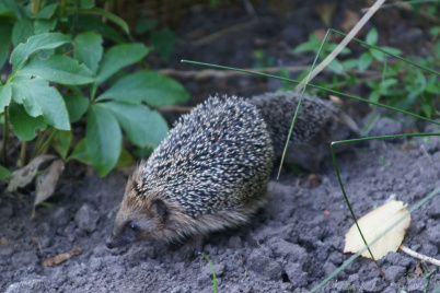 http://www.holeinthedyke.com/images/hitd-image/DSC04623-1050.jpg