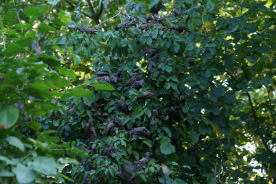 http://www.holeinthedyke.com/images/hitd-image/DSC04678-1050.jpg