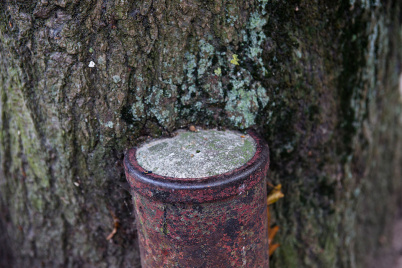 http://www.holeinthedyke.com/images/hitd-image/DSC04850-1050.jpg