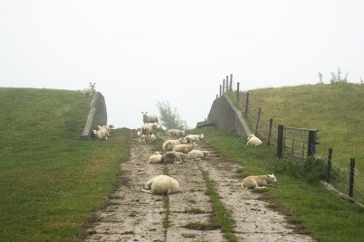 http://www.holeinthedyke.com/images/hitd-image/DSC06842-1050.jpg