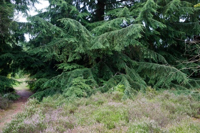 http://www.holeinthedyke.com/images/hitd-image/DSC07831-1050.jpg
