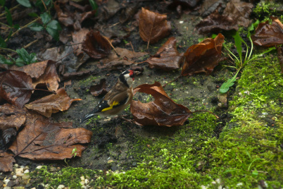 http://www.holeinthedyke.com/images/hitd-image/DSC08432-1050.jpg