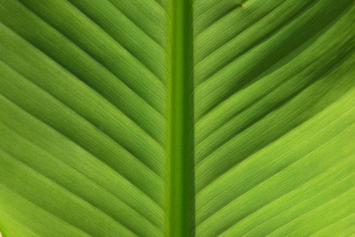 http://www.holeinthedyke.com/images/hitd-image/banana.jpg