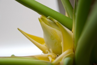 http://www.holeinthedyke.com/images/hitd-image/banana_flower-1050.jpg