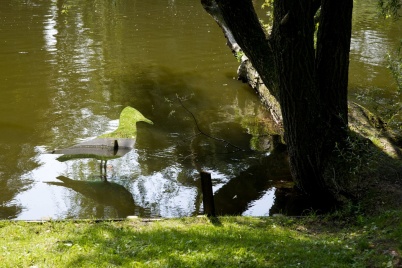 http://www.holeinthedyke.com/images/hitd-image/bird.jpg