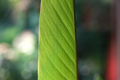 http://www.holeinthedyke.com/images/hitd-image/bird_of_paradise.jpg