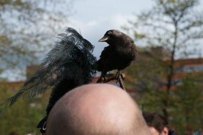 http://www.holeinthedyke.com/images/hitd-image/blackbird-1050.jpg