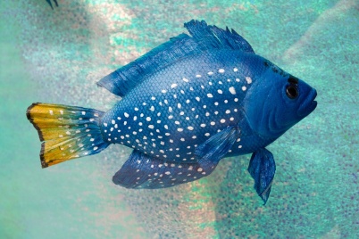 http://www.holeinthedyke.com/images/hitd-image/blue-fish.jpg