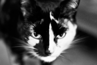 http://www.holeinthedyke.com/images/hitd-image/cat-bw.jpg