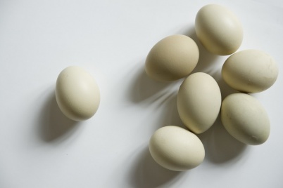 http://www.holeinthedyke.com/images/hitd-image/eggs-1050.jpg
