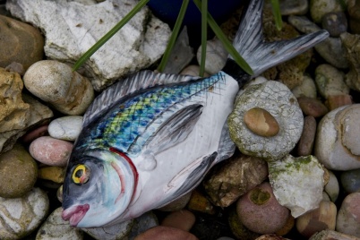 http://www.holeinthedyke.com/images/hitd-image/fish-1050.jpg