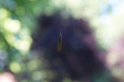http://www.holeinthedyke.com/images/hitd-image/little-leaf.jpg
