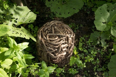 http://www.holeinthedyke.com/images/hitd-image/roots.jpg