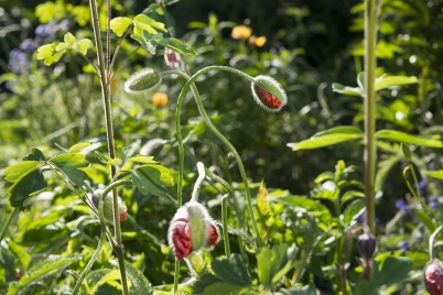 http://www.holeinthedyke.com/images/hitd-image/tuin.jpg