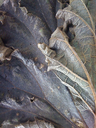 http://www.holeinthedyke.com/images/hitd-more/frost.jpg