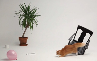 http://www.holeinthedyke.com/images/hitd-news/cat.jpg