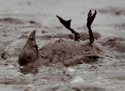 http://www.holeinthedyke.com/images/hitd-news/caught_in_oil.jpg