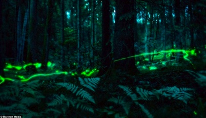 http://www.holeinthedyke.com/images/hitd-news/firefly.jpg